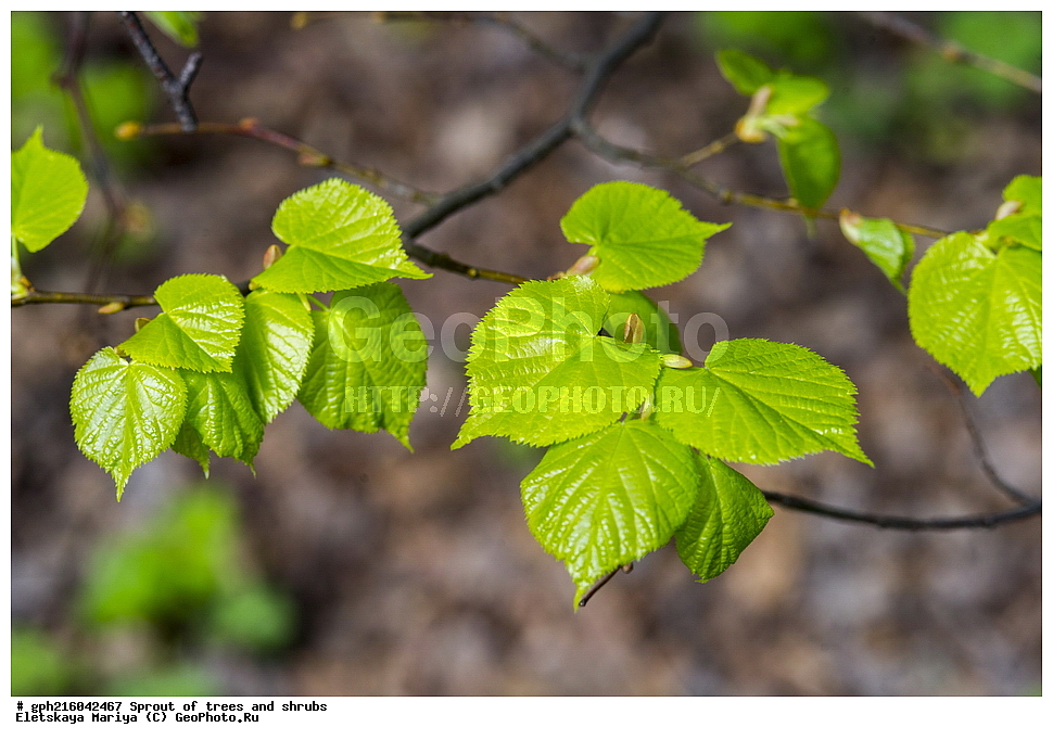 �����, �����, �������� ���,  ����������� ��������, ������ ��������, �����, ���������� ��������, ������������ ��������, ������������ ��������, XYZ, �������, ���������, Tiliaceae, Malvaceae, ���� ������������, ���� ������������, ���� ��������, Tilia cordata, Tilia septentrionalis, ��������� ����, ������, ������