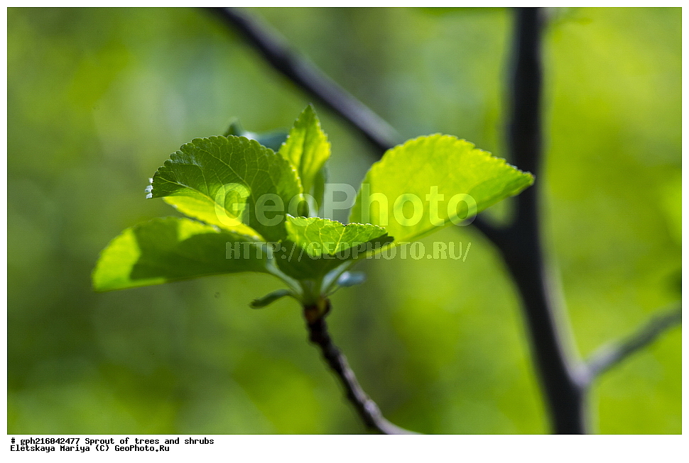 �����, �����, �������� ���,  ����������� ��������, ������ ��������, �����, ���������� ��������, ������������ ��������, ������������ ��������, XYZ, ������������, �������, �����������, Rosaceae, ������ ��������, ������ ����������, Malus domestica, ��������� ����, ������, ������