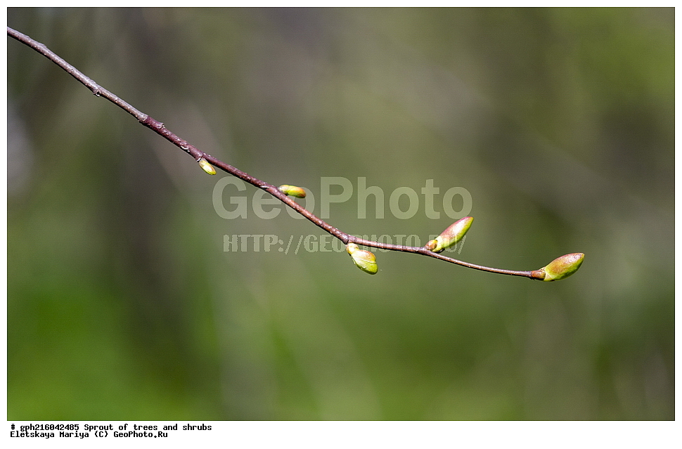 �����, �����, �������� ���,  ����������� ��������, ������ ��������, �����, ���������� ��������, ������������ ��������, ������������ ��������, XYZ, �������, ���������, Tiliaceae, Malvaceae, ���� ������������, ���� ������������, ���� ��������, Tilia cordata, Tilia septentrionalis, ��������� ����, ������, ������