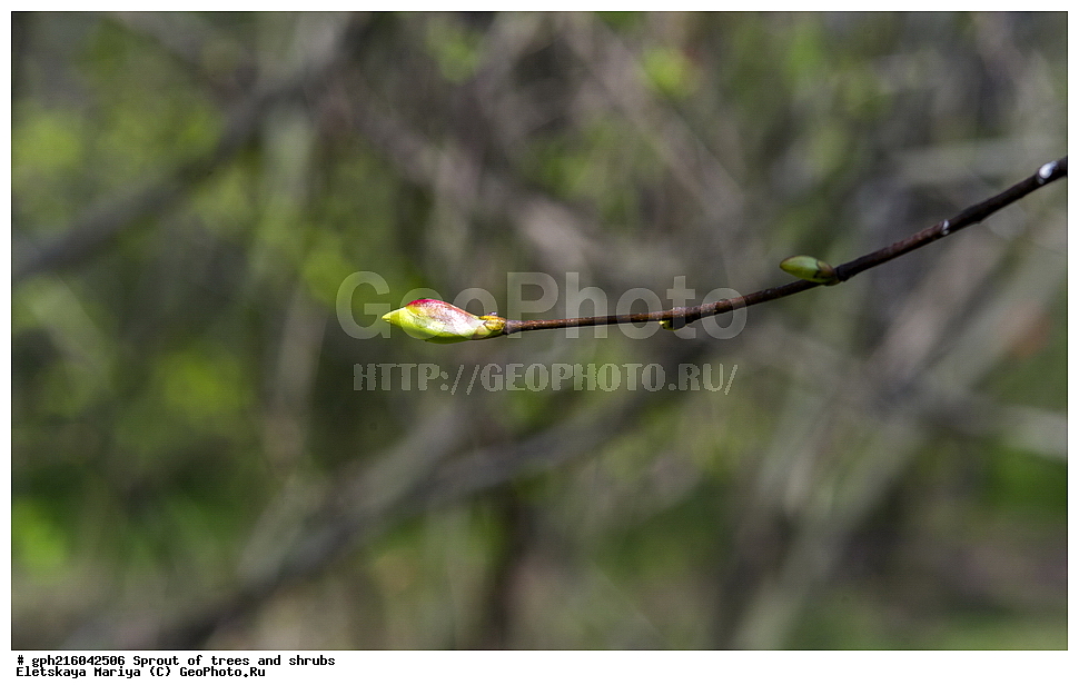 �����, �����, �������� ���,  ����������� ��������, ������ ��������, �����, ���������� ��������, ������������ ��������, ������������ ��������, XYZ, �������, ���������, Tiliaceae, Malvaceae, ���� ������������, ���� ������������, ���� ��������, Tilia cordata, Tilia septentrionalis, ��������� ����, ������, ������