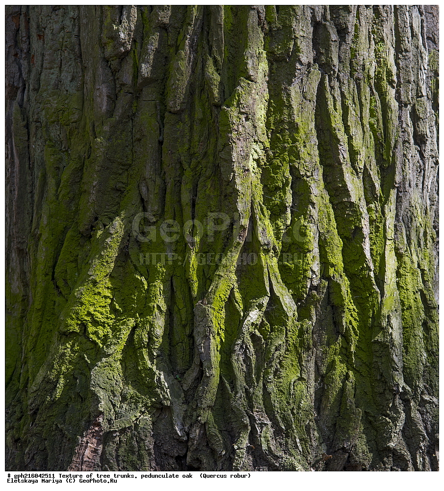 �������, ��������� ����, ��������, ���, ��������� ������, ����������� ��������, ��� ����������, ������, ��������, �����, ���������� ��������, ������������ ��������, ������������ ��������, XYZ, �������, Fagaceae, ��� ������, ��� ������������, ��� ����������, Quercus robur, Quercus pedunculata, ��� ����������, ��������� ����, ������, ������