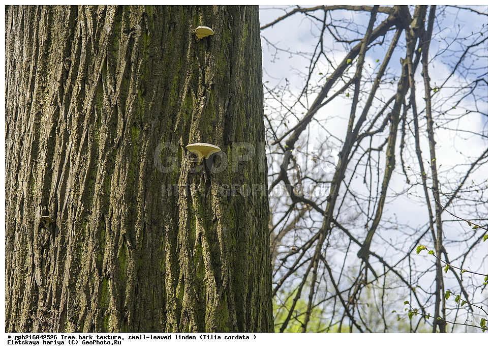 ����, ��������� ����, ����� ������, ����������� ��������, ������, ��������, �����, ���������� ��������, ������������ ��������, ������������ ��������, XYZ, �������, ���������,Tiliaceae, Malvaceae, ���� ������������, ���� ������������, ���� ��������, Tilia cordata, Tilia septentrionalis, ��������� ����, ������, ������