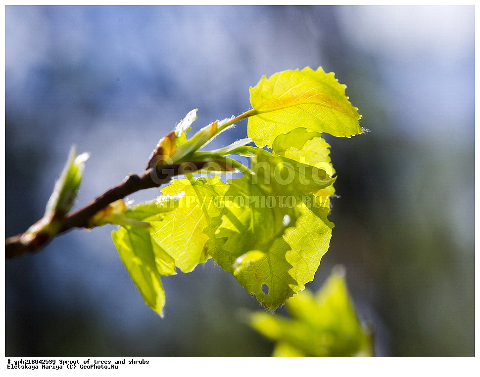 �����, �����, �������� ���,  ����������� ��������, ������ ��������, �����, ���������� ��������, ������������ ��������, ������������ ��������, XYZ, ������, Salicaceae, ����� ������������, Populus tremula, ��������� ����, ������, ������