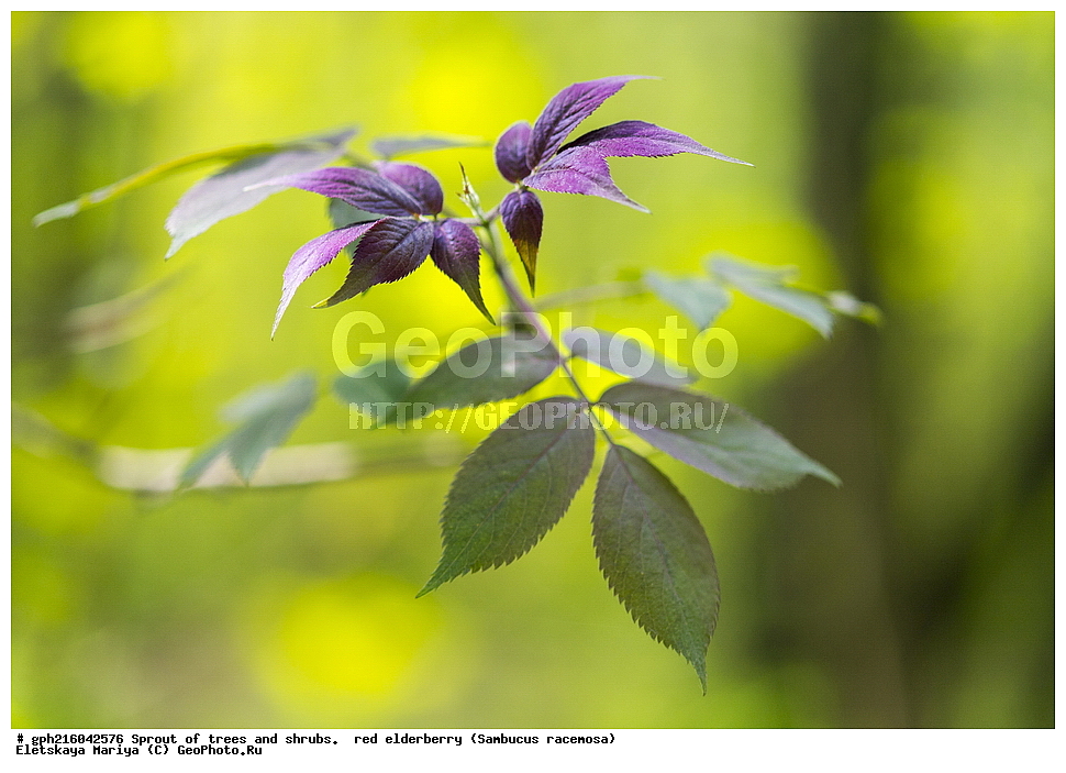 �����, �����, �������� ���,  ����������� ��������, ������, ������ ��������, �����, ��������, ���������� ��������, ������������ ��������, XYZ, ���������, ��������, ���������, Sambucaceae, Adoxaceae, ������ �����������, ������ �������, ������ ������������, ������ ���������, Sambucus racemosa, ������ ��������, �����, ��������, ���������� ��������, ������������ ��������, XYZ, ���������, ��������, ���������, Sambucaceae, Adoxaceae, ������ �����������, ������ �������, ������ ������������, ������ ���������, Sambucus racemosa, ��������� ����, ������, ������