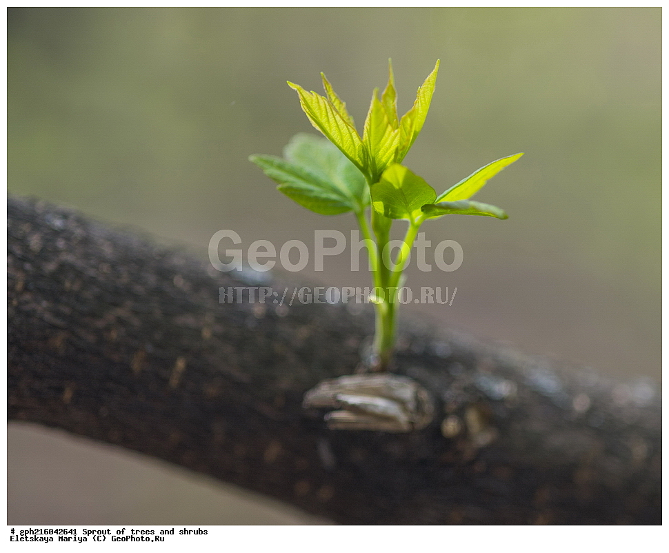 �����, �����, �������� ���,  ����������� ��������, ������ ��������, �����, ���������� ��������, ������������ ��������, ������������ ��������, XYZ, ��������, ����������, Aceracea, Sapindaceae, ���� ������������, ���� ������������, ��� ������������, ��� ������������, Acer negundo, ��������� ����, ������, ������