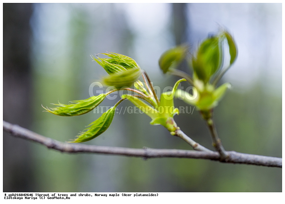  �����, �����, �������� ���, ����������� ��������, ���� ������������, , ������ ��������, �����, ��������, ���������� ��������, ������, �����, ������������ ��������, XYZ, ��������, ����������, Aceraceae, Sapindaceae, ��e� ������������, ��e� �������������, ��e� ��������������, ��� ������������, ��� �������������, ��� ��������������, Acer platanoides, ��������� ����, ������, ������