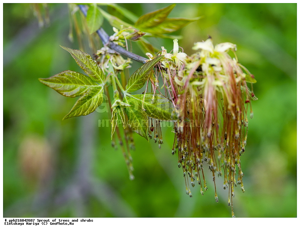 �����, �����, �������� ���,  ����������� ��������, ������ ��������, �����, ���������� ��������, ������������ ��������, ������������ ��������, XYZ, ��������, ����������, Aceracea, Sapindaceae, ���� ������������, ���� ������������, ��� ������������, ��� ������������, Acer negundo, ��������� ����, ������, ������