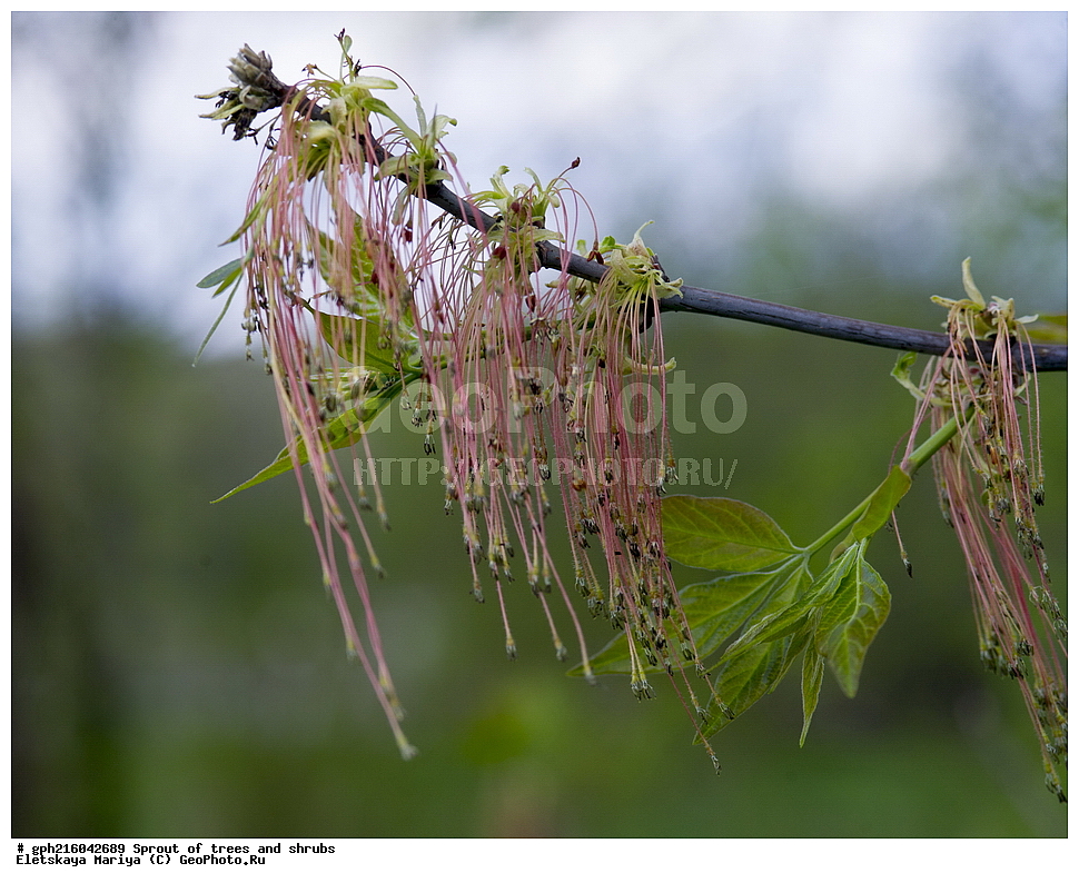 �����, �����, �������� ���,  ����������� ��������, ������ ��������, �����, ���������� ��������, ������������ ��������, ������������ ��������, XYZ, ��������, ����������, Aceracea, Sapindaceae, ���� ������������, ���� ������������, ��� ������������, ��� ������������, Acer negundo, ��������� ����, ������, ������