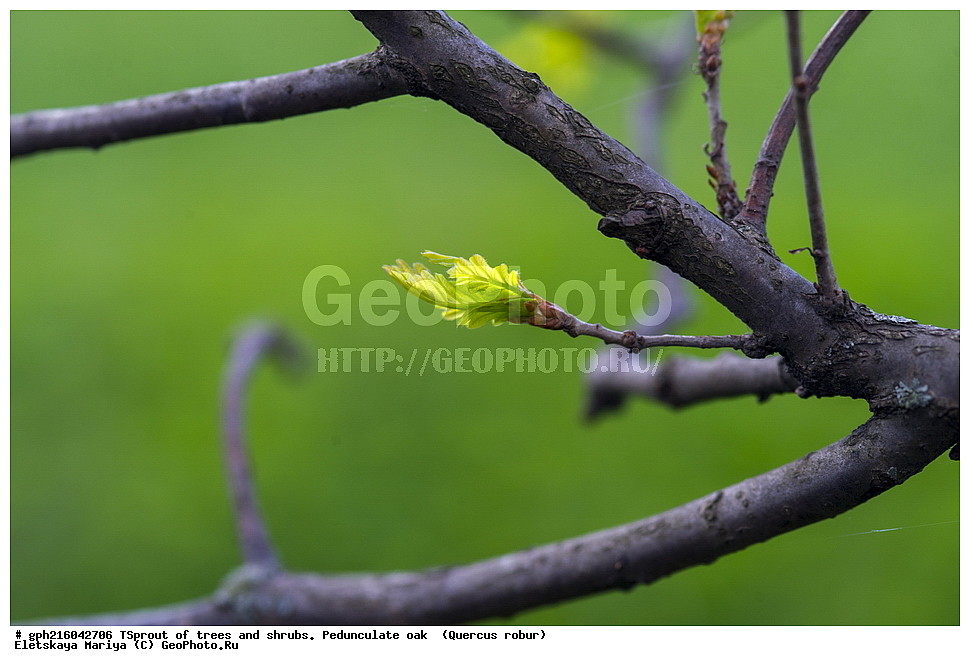 �����, �����, �������� ���, ����������� ��������, ��� ����������, ������, ��������, �����, ���������� ��������, ������������ ��������, ������������ ��������, XYZ, �������, Fagaceae, ��� ������, ��� ������������, ��� ����������, Quercus robur, Quercus pedunculata, ��� ����������, ��������� ����, ������, ������