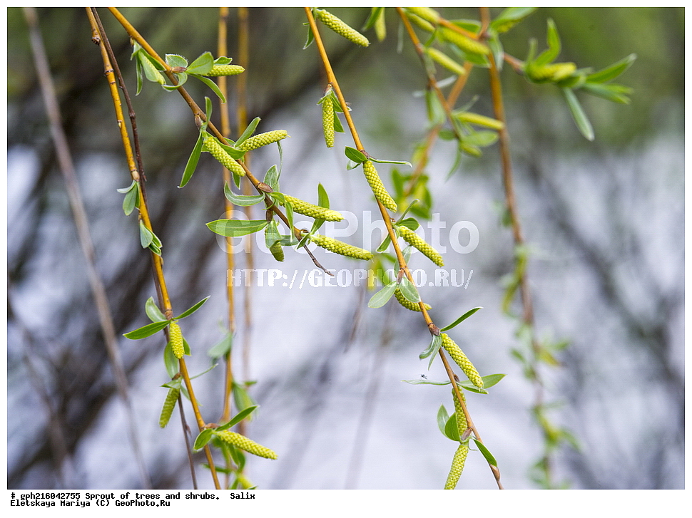 �����, �����, �������� ���,  ����������� ��������, ���, ������ ��������, �����, ���������� ��������, ������������ ��������, ������������ ��������, ������, �����, XYZ, ������, Salicaceae, ���, Salix sp., ��������� ����, ������, ������