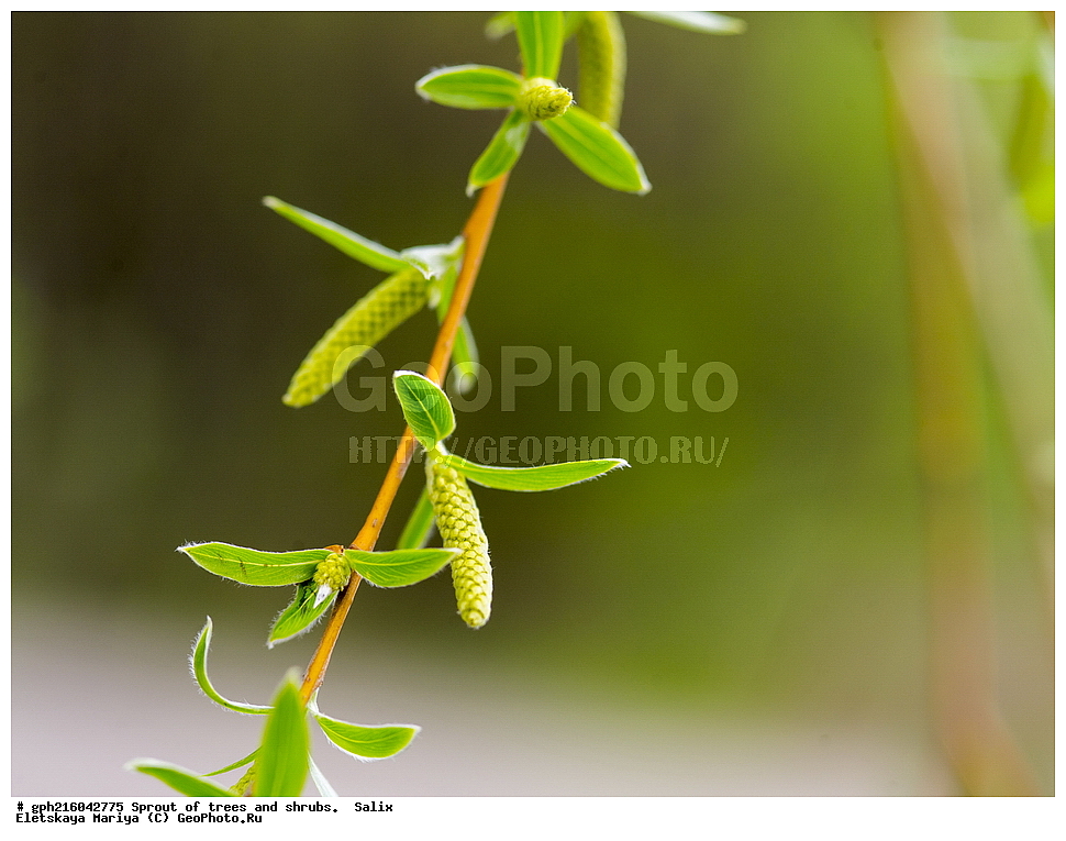 �����, �����, �������� ���,  ����������� ��������, ���, ������ ��������, �����, ���������� ��������, ������������ ��������, ������������ ��������, ������, �����, XYZ, ������, Salicaceae, ���, Salix sp., ��������� ����, ������, ������