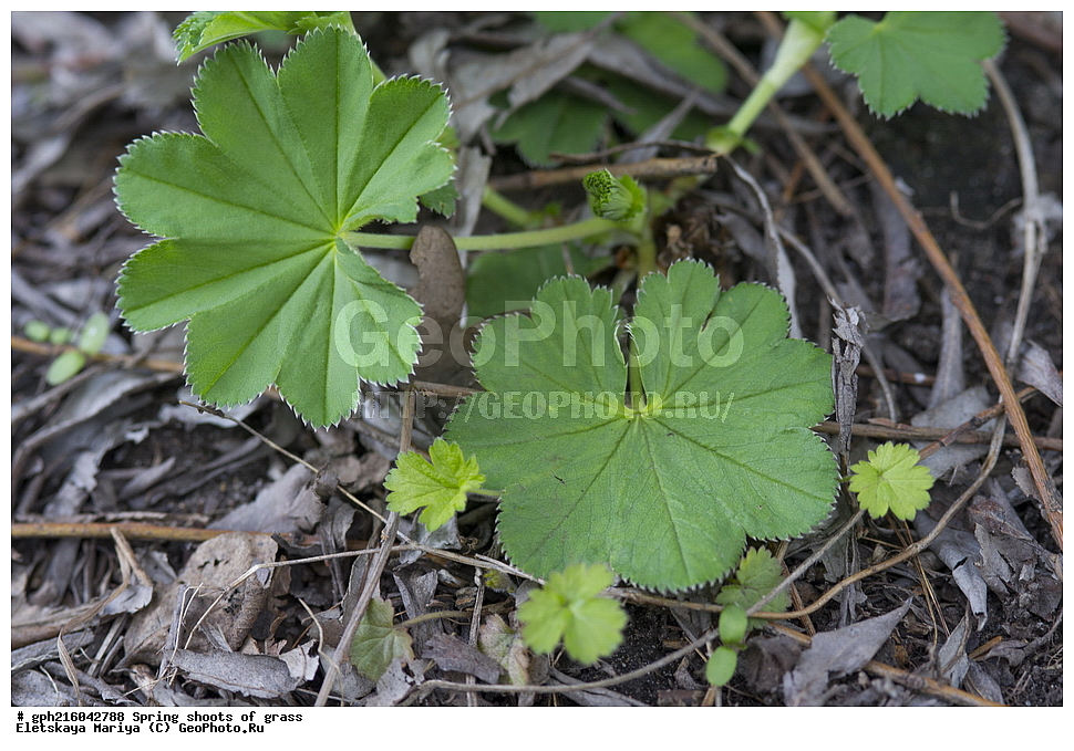 �����, �������� ���, ����������� ��������, ������ ��������, �����, ���������� ��������, ������������ ��������, ������������ ��������, ��������� ����, ������, ������