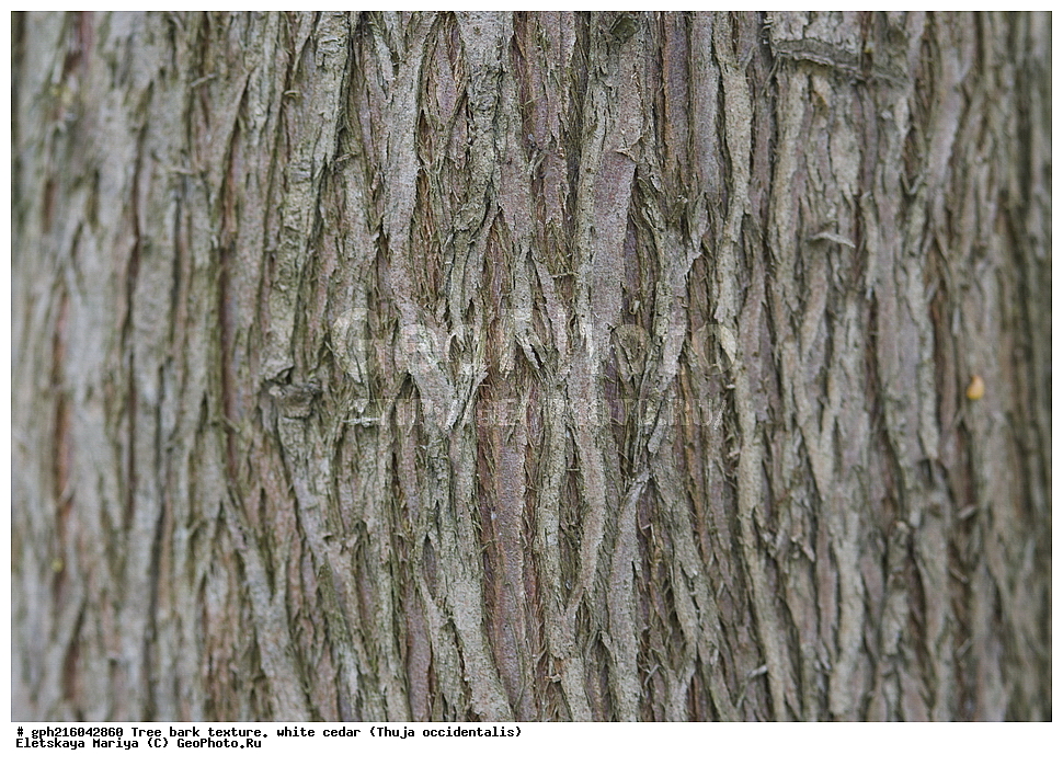 ����, ��������� ����, ����� ������, ����������� ��������, ���, ������, ��������, �����, ���������� ��������, ������������ ��������, ������������ ��������, XYZ, �����������, Cupressaceae, ��� ��������, Thuja occidentalis, ��������� ����, ������, ������