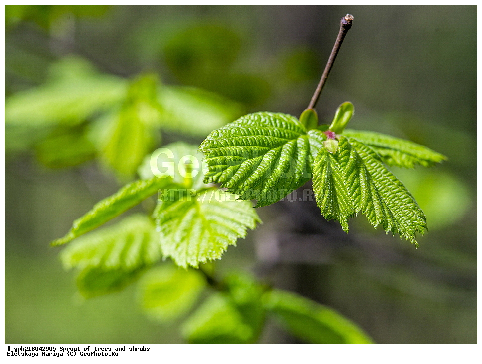 �����, �����, �������� ���,  ����������� ��������, ������ ��������, �����, ���������� ��������, ������������ ��������, ������������ ��������, XYZ, ��������, Betulaceae, ������ ������������, �������, Corylus avellana, ��������� ����, ������, ������