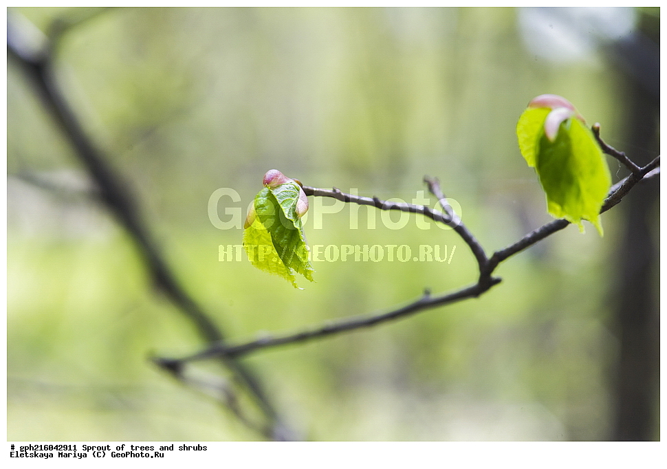 �����, �����, �������� ���,  ����������� ��������, ������ ��������, �����, ���������� ��������, ������������ ��������, ������������ ��������, XYZ, �������, ���������, Tiliaceae, Malvaceae, ���� ������������, ���� ������������, ���� ��������, Tilia cordata, Tilia septentrionalis, ��������� ����, ������, ������