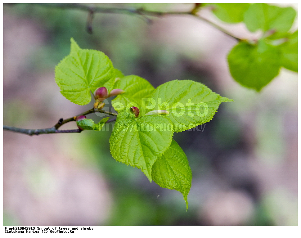 �����, �����, �������� ���,  ����������� ��������, ������ ��������, �����, ���������� ��������, ������������ ��������, ������������ ��������, XYZ, �������, ���������, Tiliaceae, Malvaceae, ���� ������������, ���� ������������, ���� ��������, Tilia cordata, Tilia septentrionalis, ��������� ����, ������, ������