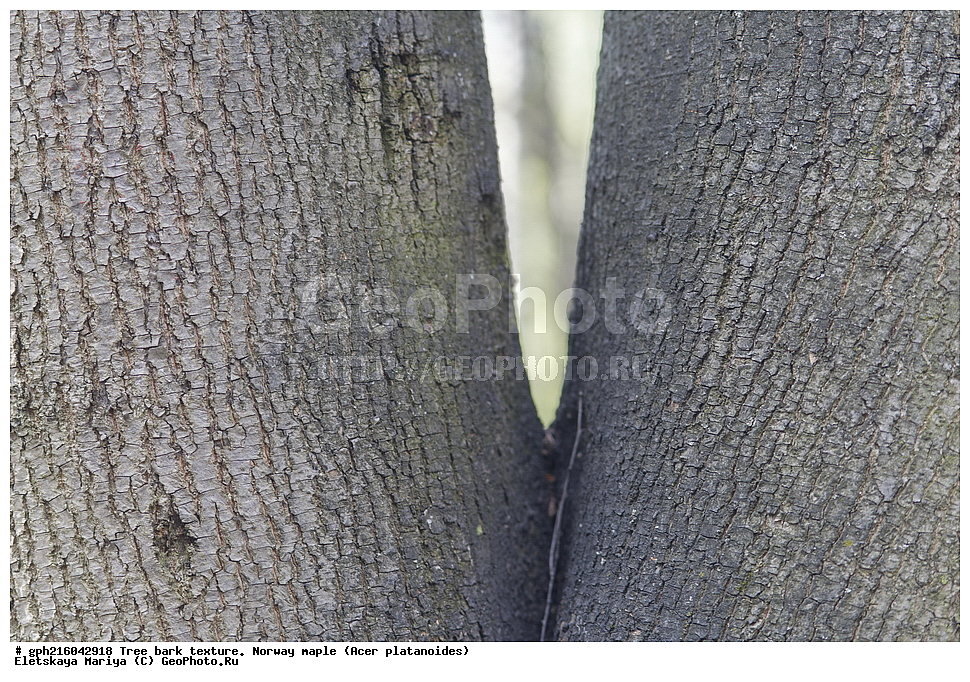  ����, ��������� ����, ����� ������, ����������� ��������, ���� ������������, ������ ��������, �����, ��������, ���������� ��������, ������, �����, ������������ ��������, XYZ, ��������, ����������, Aceraceae, Sapindaceae, ��e� ������������, ��e� �������������, ��e� ��������������, ��� ������������, ��� �������������, ��� ��������������, Acer platanoides, ��������� ����, ������, ������