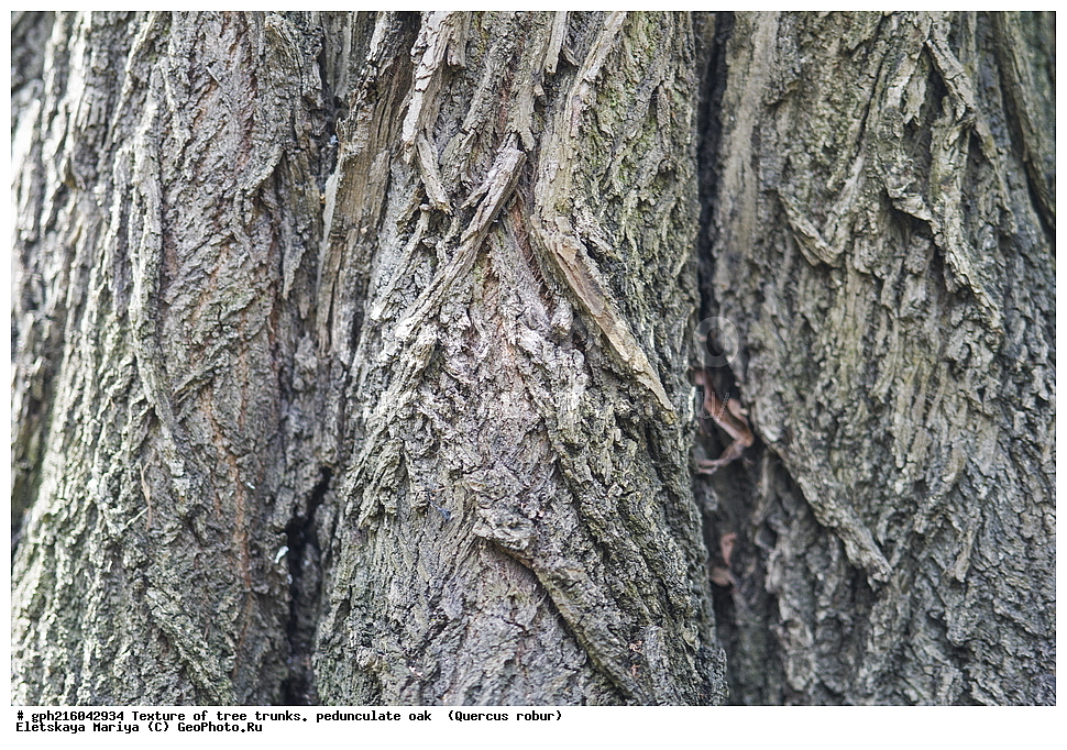 �������, ��������� ����, ��������, ���, ��������� ������, ����������� ��������, ��� ����������, ������, ��������, �����, ���������� ��������, ������������ ��������, ������������ ��������, XYZ, �������, Fagaceae, ��� ������, ��� ������������, ��� ����������, Quercus robur, Quercus pedunculata, ��� ����������, ��������� ����, ������, ������