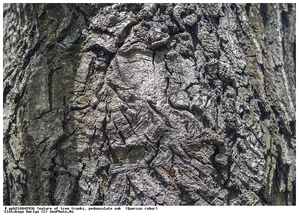 �������, ��������� ����, ��������, ���, ��������� ������, ����������� ��������, ��� ����������, ������, ��������, �����, ���������� ��������, ������������ ��������, ������������ ��������, XYZ, �������, Fagaceae, ��� ������, ��� ������������, ��� ����������, Quercus robur, Quercus pedunculata, ��� ����������, ��������� ����, ������, ������