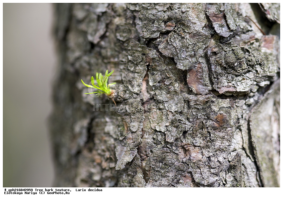 ����, ��������� ����, ����� ������, ����������� ��������, ����������� �����������, ������ ��������, �����, ��������, ���������� ��������, ������������ ��������, XYZ, ��������, Pinaceae, ���������� �����������, Larix decidua, ��������� ����, ������, ������