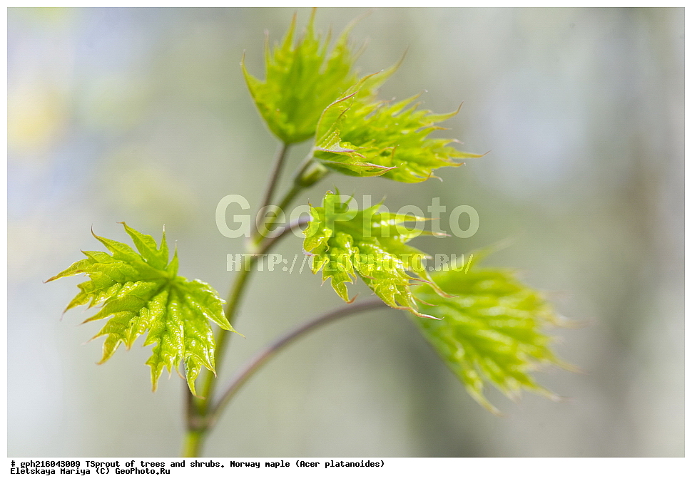  �����, �����, �������� ���, ����������� ��������, ���� ������������, , ������ ��������, �����, ��������, ���������� ��������, ������, �����, ������������ ��������, XYZ, ��������, ����������, Aceraceae, Sapindaceae, ��e� ������������, ��e� �������������, ��e� ��������������, ��� ������������, ��� �������������, ��� ��������������, Acer platanoides, ��������� ����, ������, ������