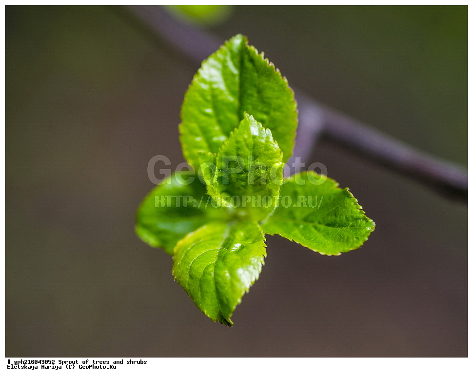 �����, �����, �������� ���,  ����������� ��������, ������ ��������, �����, ���������� ��������, ������������ ��������, ������������ ��������, XYZ, ������������, �������, �����������, Rosaceae, ������ ��������, ������ ����������, Malus domestica, ��������� ����, ������, ������