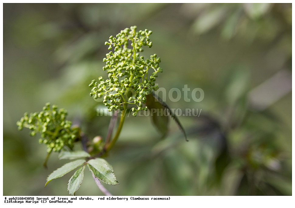 �����, �����, �������� ���,  ����������� ��������, ������, ������ ��������, �����, ��������, ���������� ��������, ������������ ��������, XYZ, ���������, ��������, ���������, Sambucaceae, Adoxaceae, ������ �����������, ������ �������, ������ ������������, ������ ���������, Sambucus racemosa, ������ ��������, �����, ��������, ���������� ��������, ������������ ��������, XYZ, ���������, ��������, ���������, Sambucaceae, Adoxaceae, ������ �����������, ������ �������, ������ ������������, ������ ���������, Sambucus racemosa, ������, �����, ��������� ����, ������, ������