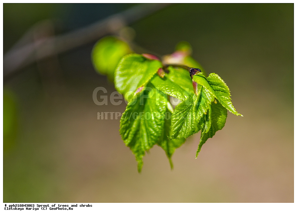 �����, �����, �������� ���,  ����������� ��������, ������ ��������, �����, ���������� ��������, ������������ ��������, ������������ ��������, XYZ, �������, ���������, Tiliaceae, Malvaceae, ���� ������������, ���� ������������, ���� ��������, Tilia cordata, Tilia septentrionalis, ��������� ����, ������, ������