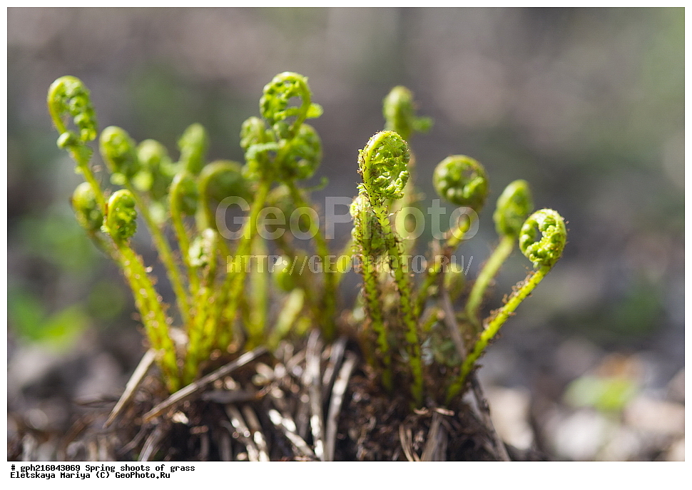 �����, �������� ���, ����������� ��������, ������ ��������, �����, ���������� ��������, ������������ ��������, ������������ ��������, ��������� ����, ������, ������