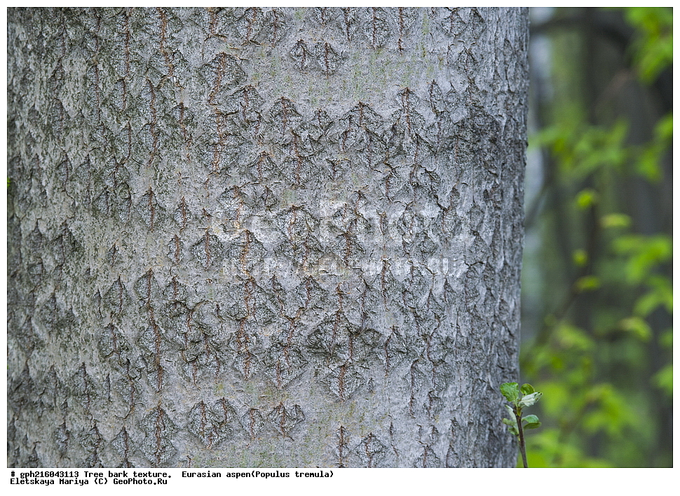 ����, ��������� ����, ����� ������, ����������� ��������, ���, ��� ��������, ������, ��������, �����, ���������� ��������, ������������ ��������, ������������ ��������, XYZ, ������, Salicaceae, ����� ������������, ������ ��������, Populus tremula, Populus pseudotremula, ��������� ����, ������, ������