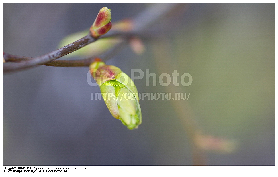 �����, �����, �������� ���,  ����������� ��������, ������ ��������, �����, ���������� ��������, ������������ ��������, ������������ ��������, XYZ, �������, ���������, Tiliaceae, Malvaceae, ���� ������������, ���� ������������, ���� ��������, Tilia cordata, Tilia septentrionalis, ��������� ����, ������, ������