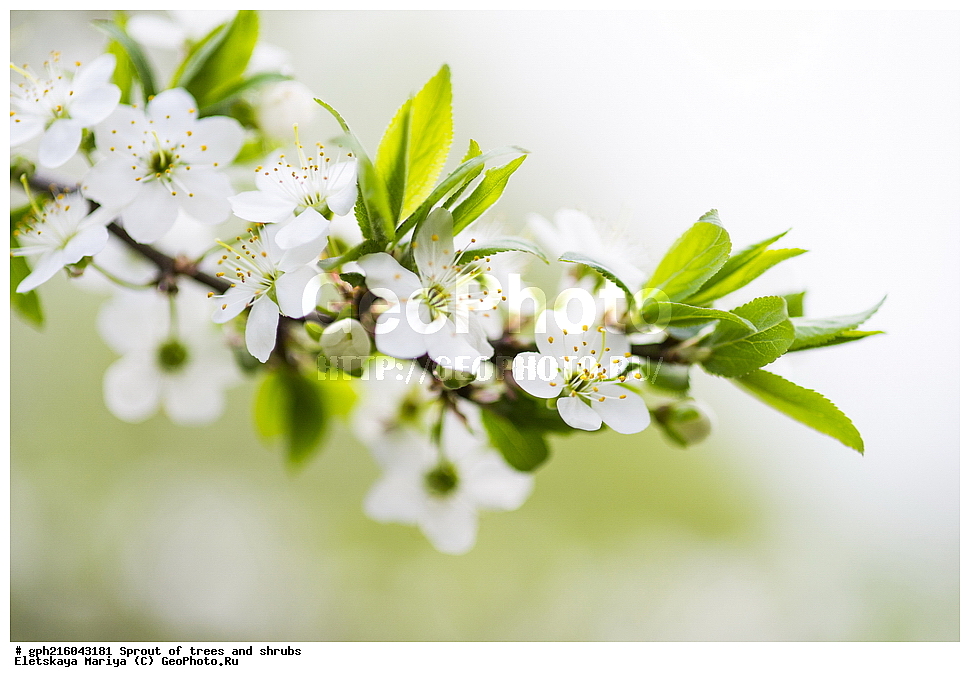 �����, �����, �������� ���,  ����������� ��������, ������ ��������, �����, ���������� ��������, ������������ ��������, ������������ ��������, XYZ, ������������, �������, �����������, Rosaceae, ������ ��������, ������ ����������, Malus domestica, ��������� ����, ������, ������