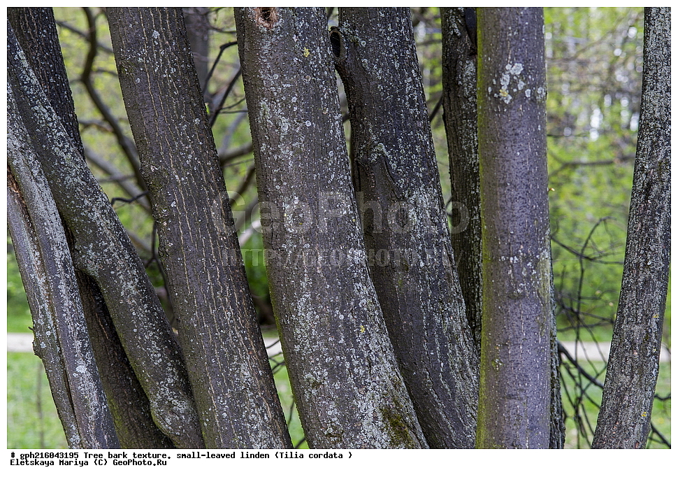 ����, ��������� ����, ����� ������, ����������� ��������, ������, ��������, �����, ���������� ��������, ������������ ��������, ������������ ��������, XYZ, �������, ���������,Tiliaceae, Malvaceae, ���� ������������, ���� ������������, ���� ��������, Tilia cordata, Tilia septentrionalis, ��������� ����, ������, ������