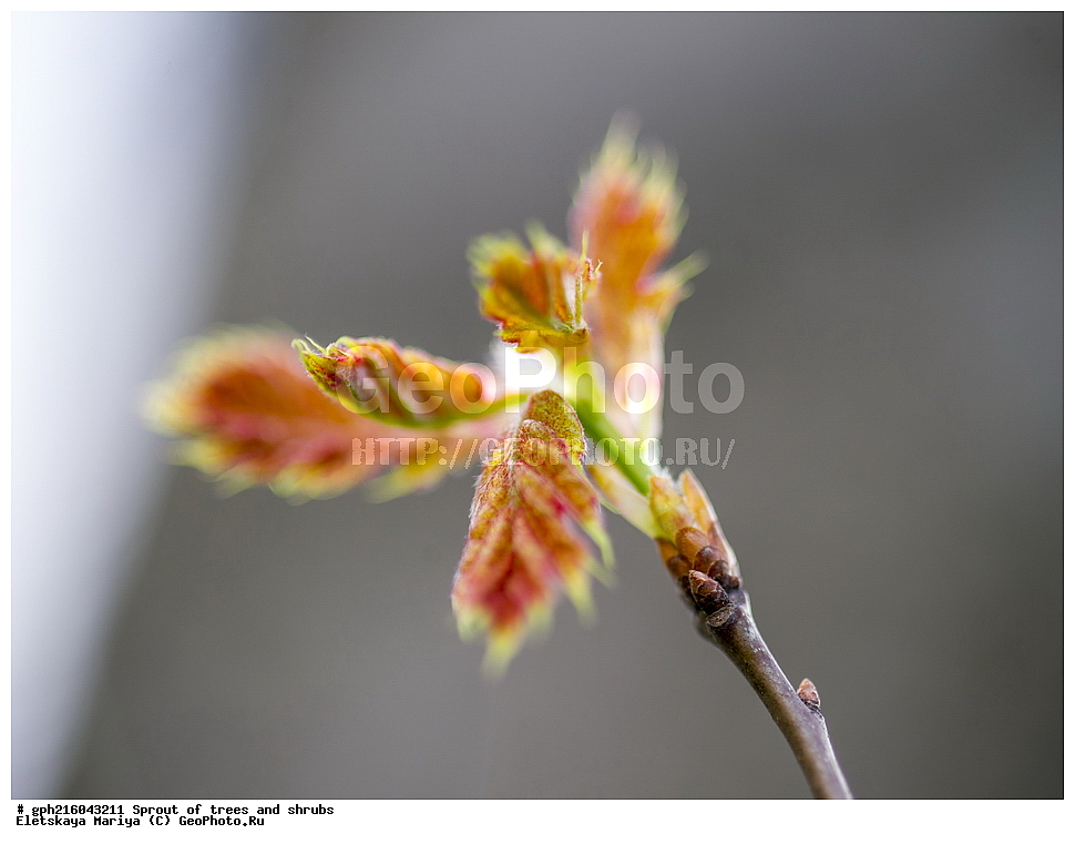 �����, �����, �������� ���,  ����������� ��������, ������ ��������, �����, ���������� ��������, ������������ ��������, ������������ ��������, XYZ, �������, Fagaceae, ��� �������, ��� ��������, ��� ������������, ��� ���������, Quercus rubra, Quercus borealis, ��������� ����, ������, ������