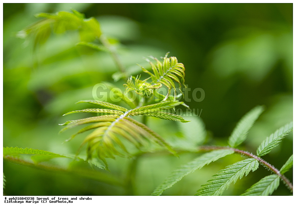 �����, �����, �������� ���, ����������� ��������, ������ ��������, �����, ���������� ��������, ������������ ��������, ������������ ��������, XYZ, ������������, �������, �����������, Rosaceae, ������, Spiraea sp., ��������� ����, ������, ������