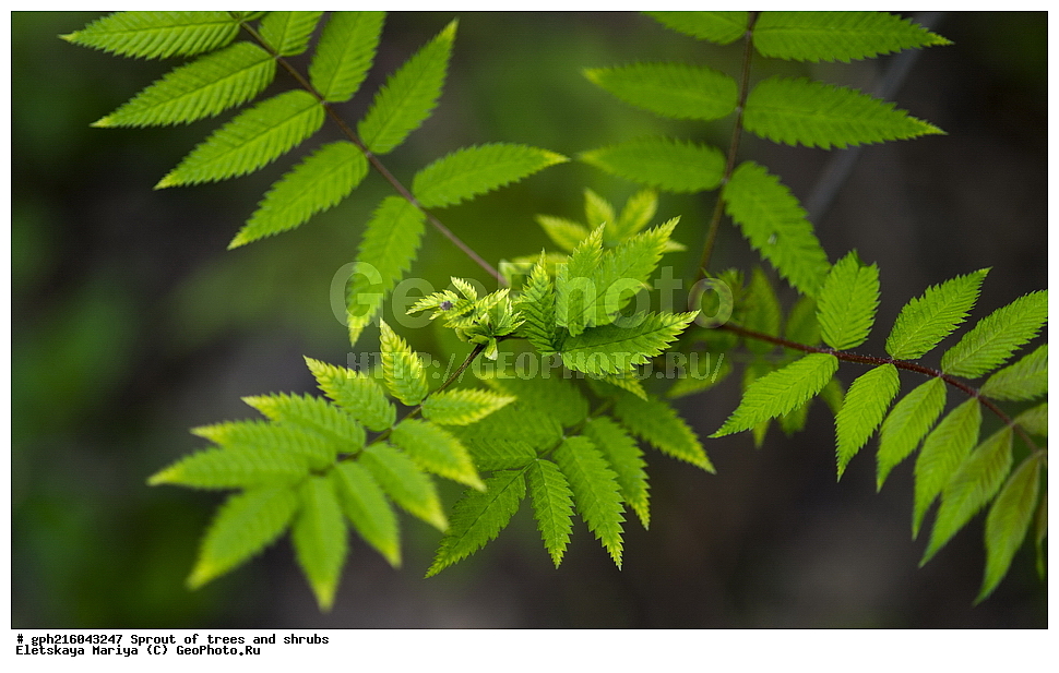 �����, �����, �������� ���, ����������� ��������, ������ ��������, �����, ���������� ��������, ������������ ��������, ������������ ��������, XYZ, ������������, �������, �����������, Rosaceae, ������, Spiraea sp., ��������� ����, ������, ������