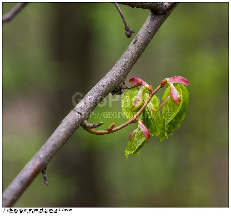 �����, �����, �������� ���,  ����������� ��������, ������ ��������, �����, ���������� ��������, ������������ ��������, ������������ ��������, XYZ, �������, ���������, Tiliaceae, Malvaceae, ���� ������������, ���� ������������, ���� ��������, Tilia cordata, Tilia septentrionalis, ��������� ����, ������, ������