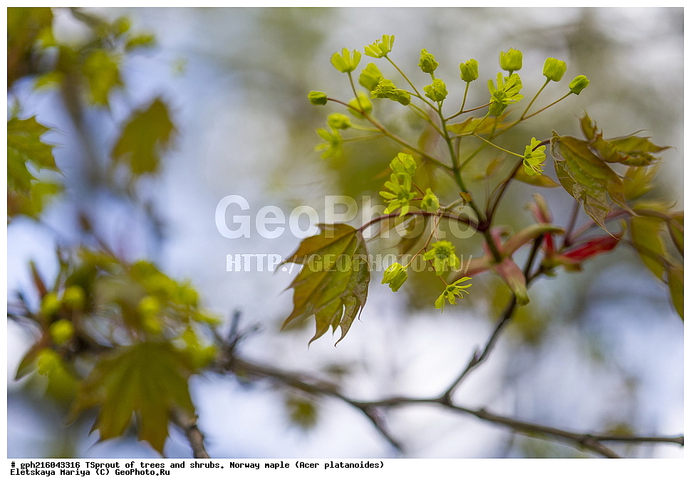  ������ ��������, �����, ��������, ���������� ��������, ������, �����, ������������ ��������, XYZ, ��������, ����������, Aceraceae, Sapindaceae, ��e� ������������, ��e� �������������, ��e� ��������������, ��� ������������, ��� �������������, ��� ��������������, Acer platanoides, ��������� ����, ������, ������