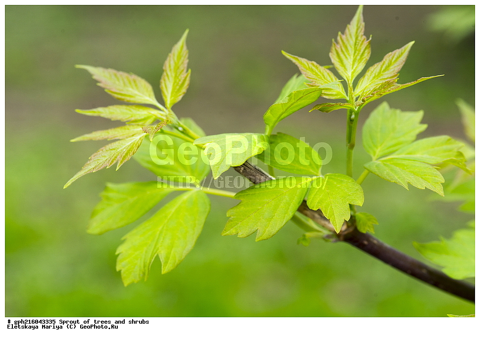 �����, �����, �������� ���,  ����������� ��������, ������ ��������, �����, ���������� ��������, ������������ ��������, ������������ ��������, XYZ, ��������, ����������, Aceracea, Sapindaceae, ���� ������������, ���� ������������, ��� ������������, ��� ������������, Acer negundo, ��������� ����, ������, ������