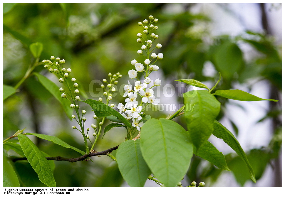 �����, �����, �������� ���,  ����������� ��������, ������ ��������, �����, ���������� ��������, ������������ ��������, ������������ ��������, XYZ, ������������, �������, �����������, Rosaceae, ������� ������������, ���e���� ������������, ������� ������, ������� ��������, �������� ������, �������� ��������, Prunus padus, ��������� ����, ������, ������