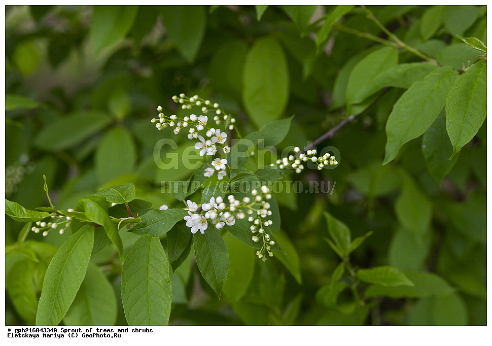 �����, �����, �������� ���,  ����������� ��������, ������ ��������, �����, ���������� ��������, ������������ ��������, ������������ ��������, XYZ, ������������, �������, �����������, Rosaceae, ������� ������������, ���e���� ������������, ������� ������, ������� ��������, �������� ������, �������� ��������, Prunus padus, ��������� ����, ������, ������