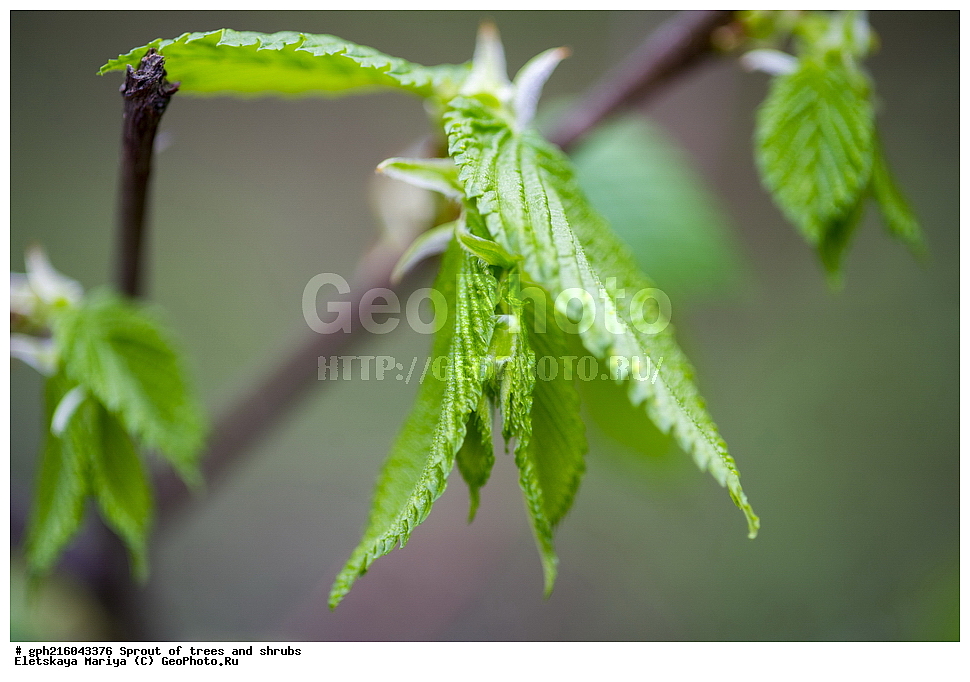 �����, �����, �������� ���,  ����������� ��������, ������ ��������, �����, ���������� ��������, ������������ ��������, ������������ ��������, XYZ, �������, ��������, Ulmaceae, ���, ����, Ulmus sp., ��������� ����, ������, ������