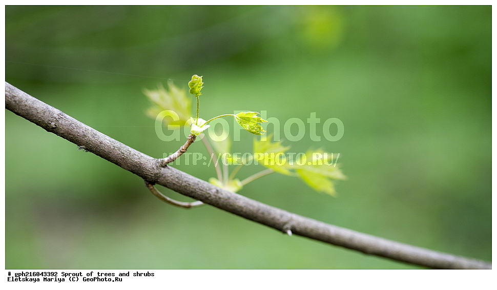 �����, �����, �������� ���,  ����������� ��������, ������ ��������, �����, ���������� ��������, ������������ ��������, ������������ ��������, XYZ, ��������, ����������, Aceraceae, Sapindaceae, ��� ������������, ��e� ������������, ��e� �������������, ��e� ��������������, ��� �������������, ��� ��������������, Acer platanoides, ��������� ����, ������, ������