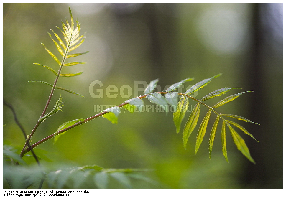 �����, �����, �������� ���, ����������� ��������, ������ ��������, �����, ���������� ��������, ������������ ��������, ������������ ��������, XYZ, ������������, �������, �����������, Rosaceae, ������, Spiraea sp., ��������� ����, ������, ������