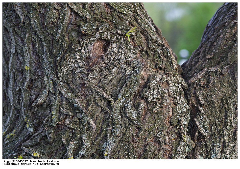 �����, �����, �������� ���, ����������� ��������, ������ ��������, �����, ���������� ��������, ������������ ��������, ������������ ��������, XYZ, ������, Salicaceae, ��� �����, �������, �����, ��� �����������, �������, Salix alba, ��������� ����, ������, ������