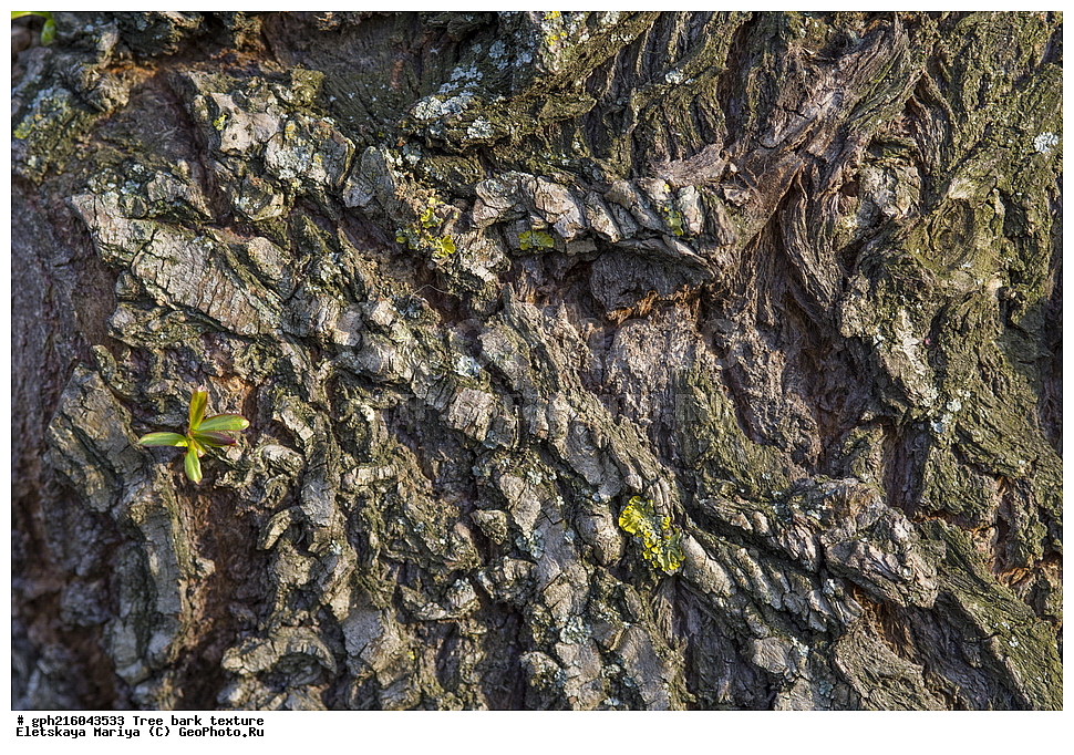 �����, �����, �������� ���, ����������� ��������, ������ ��������, �����, ���������� ��������, ������������ ��������, ������������ ��������, XYZ, ������, Salicaceae, ��� �����, �������, �����, ��� �����������, �������, Salix alba, ��������� ����, ������, ������