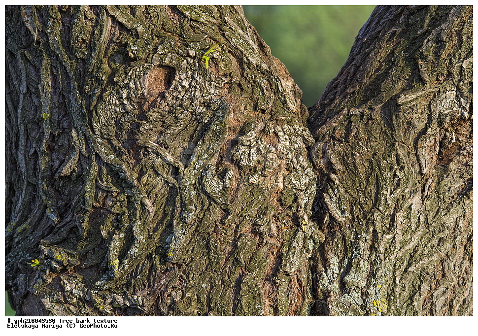 �����, �����, �������� ���, ����������� ��������, ������ ��������, �����, ���������� ��������, ������������ ��������, ������������ ��������, XYZ, ������, Salicaceae, ��� �����, �������, �����, ��� �����������, �������, Salix alba, ��������� ����, ������, ������