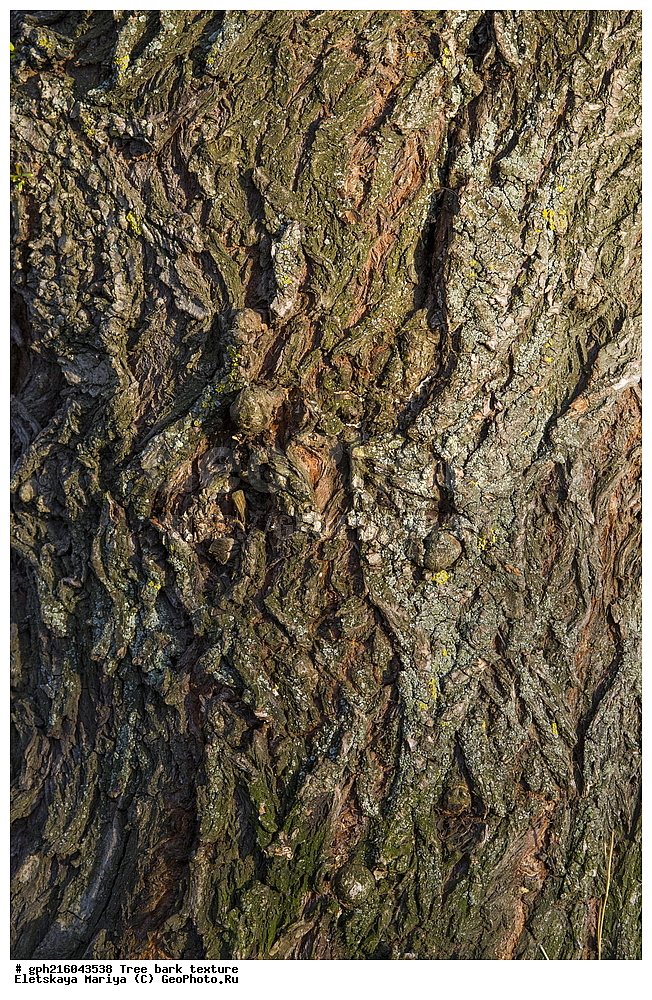 �����, �����, �������� ���, ����������� ��������, ������ ��������, �����, ���������� ��������, ������������ ��������, ������������ ��������, XYZ, ������, Salicaceae, ��� �����, �������, �����, ��� �����������, �������, Salix alba, ��������� ����, ������, ������