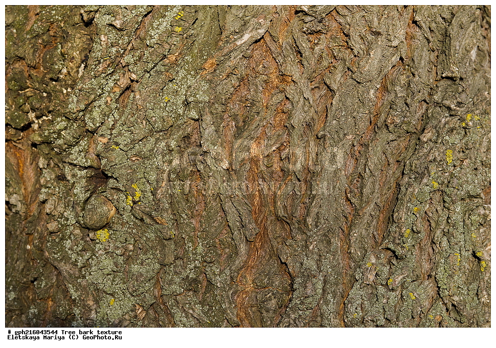 �����, �����, �������� ���, ����������� ��������, ������ ��������, �����, ���������� ��������, ������������ ��������, ������������ ��������, XYZ, ������, Salicaceae, ��� �����, �������, �����, ��� �����������, �������, Salix alba, ��������� ����, ������, ������