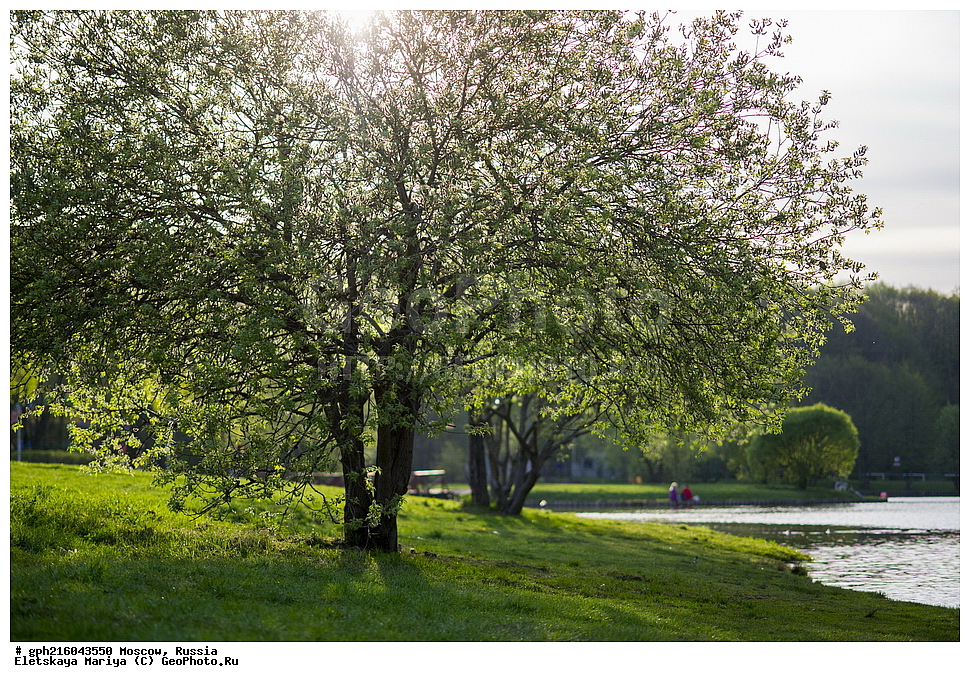 �����, �������� ���, ��������� ����, ��������� ����, ������, ������